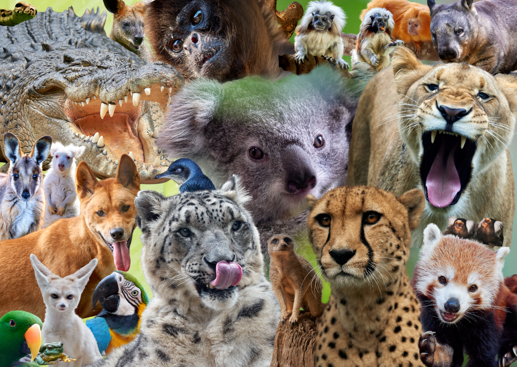 Over 80 species of animals to meet